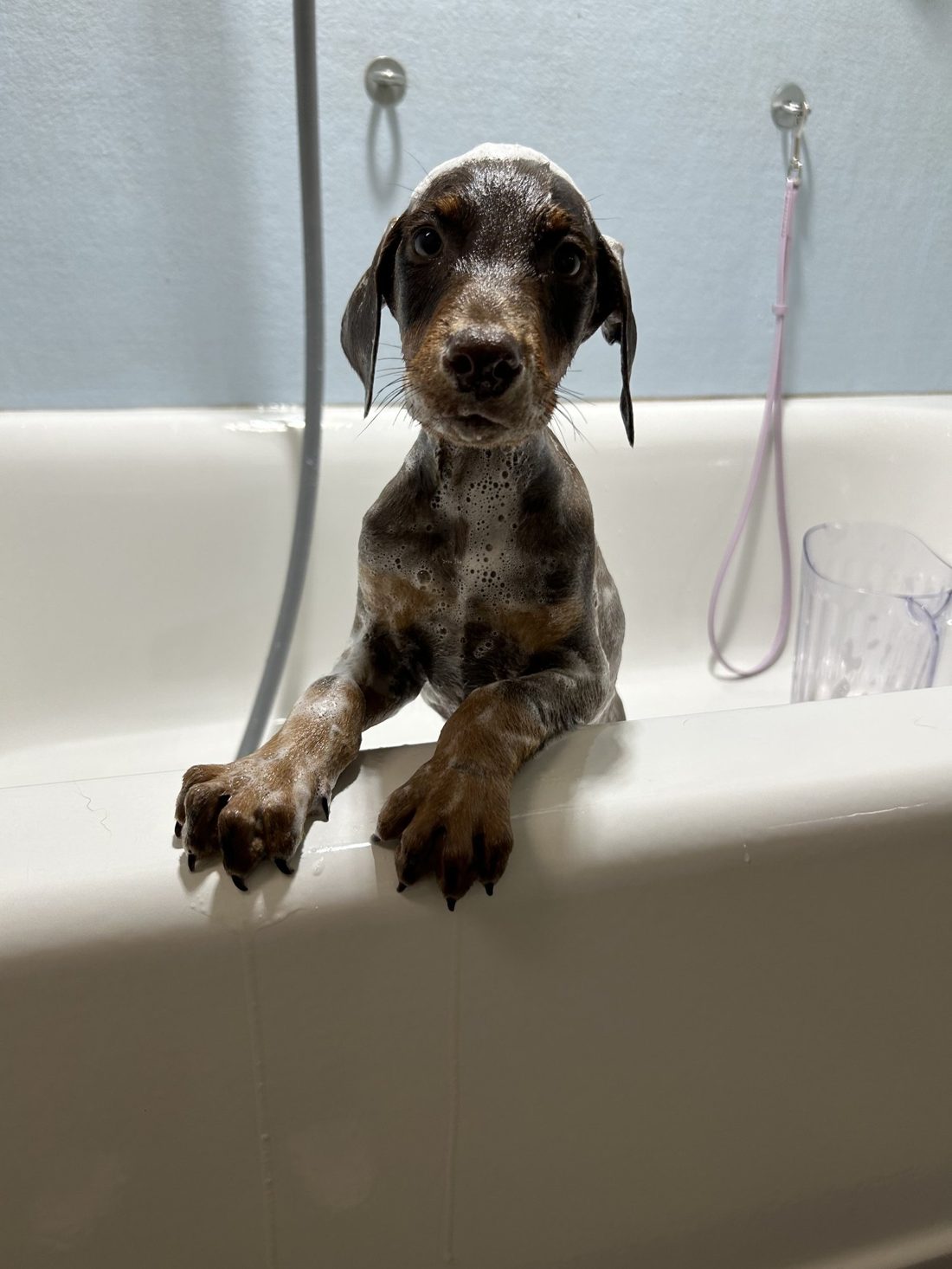 A sudsy, happy puppy enjoying a bath at U Dirty Dawg